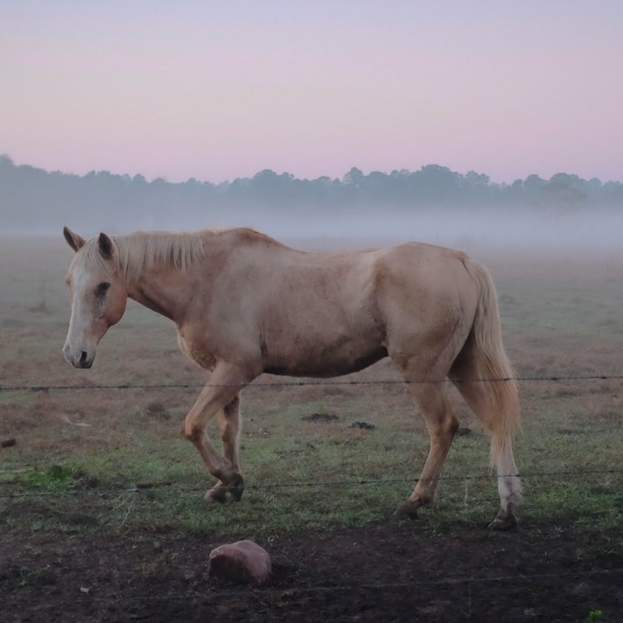 horse1-4
